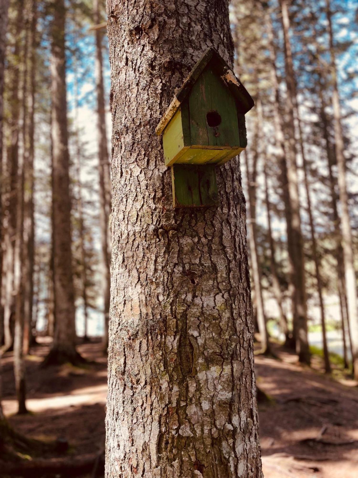 Guest House Lena Žabljak Eksteriør billede